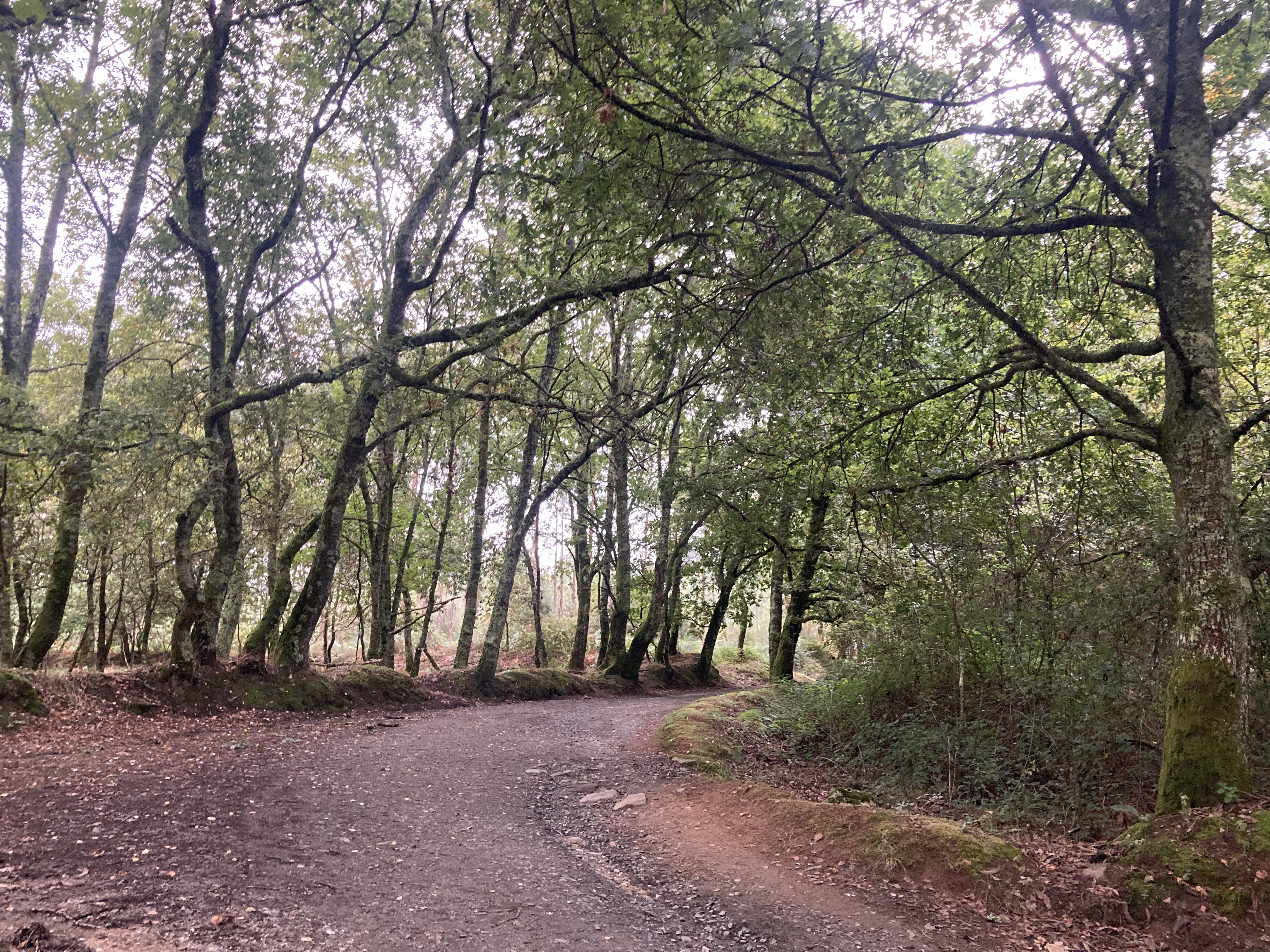 Bosque cerca de Boente