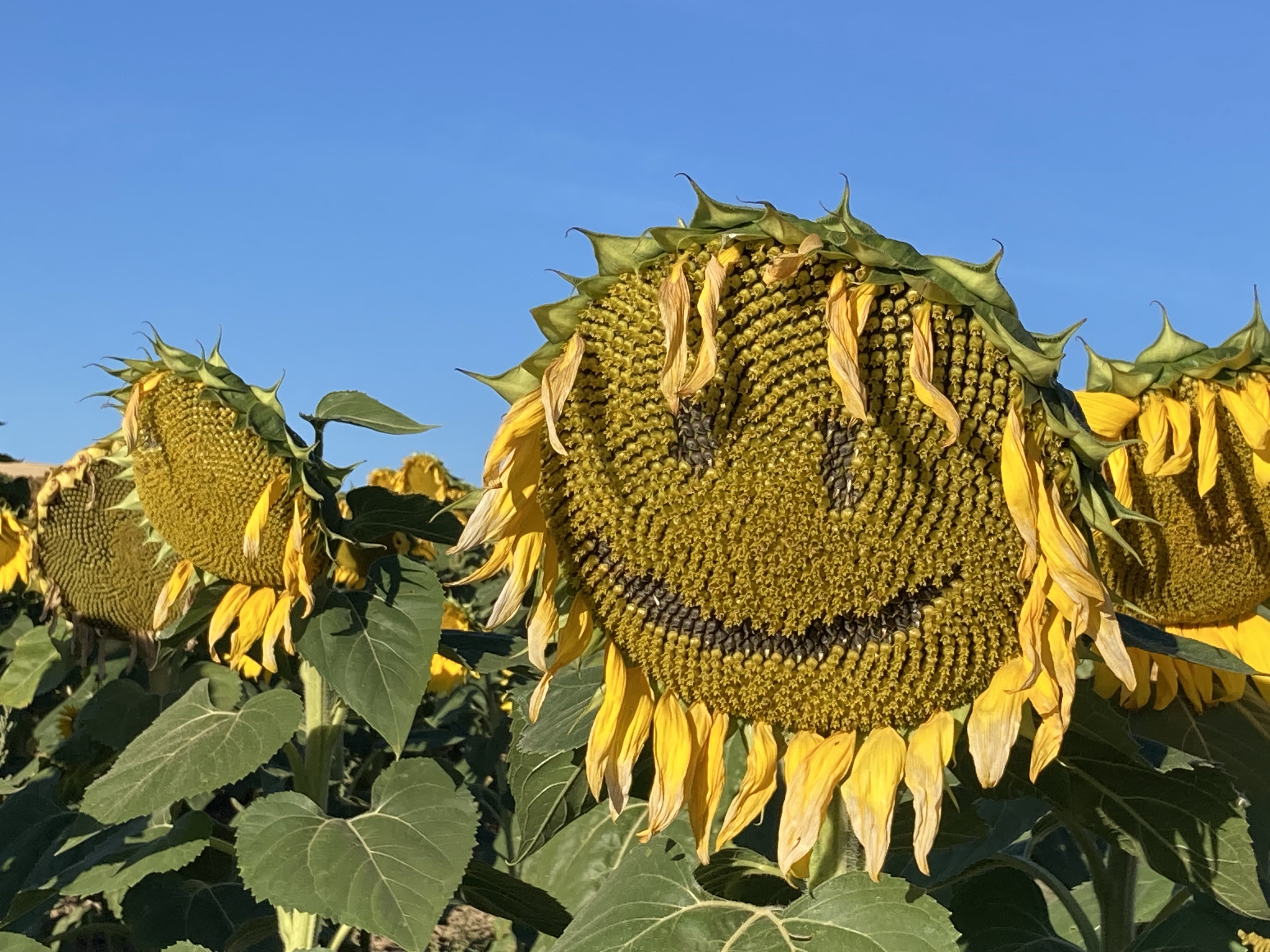 Girasoles entre Villambistia y Espinosa